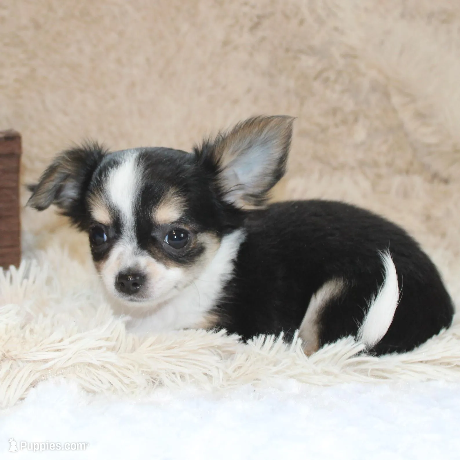 *AKC* LC Flyn, a male Chihuahua for sale in Arbela, MO – Photo 8 of 9
