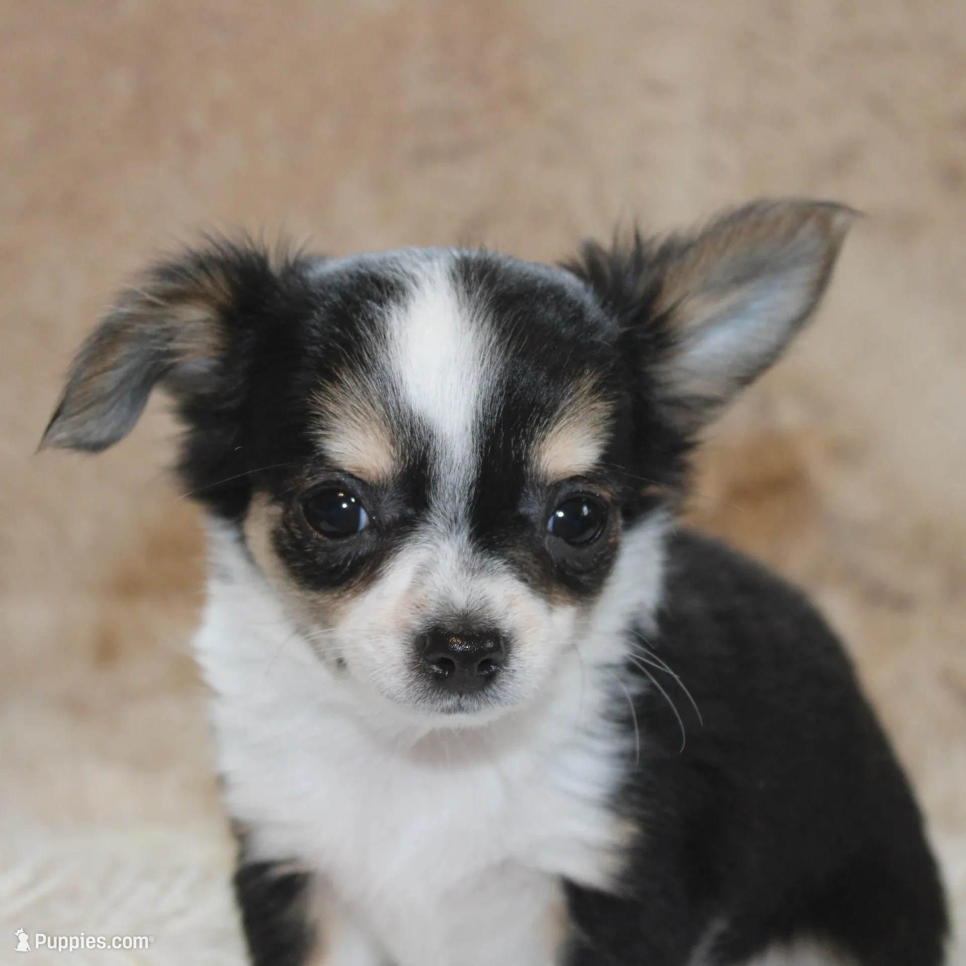 *AKC* LC Flyn, a male Chihuahua for sale in Arbela, MO – Photo 6 of 9