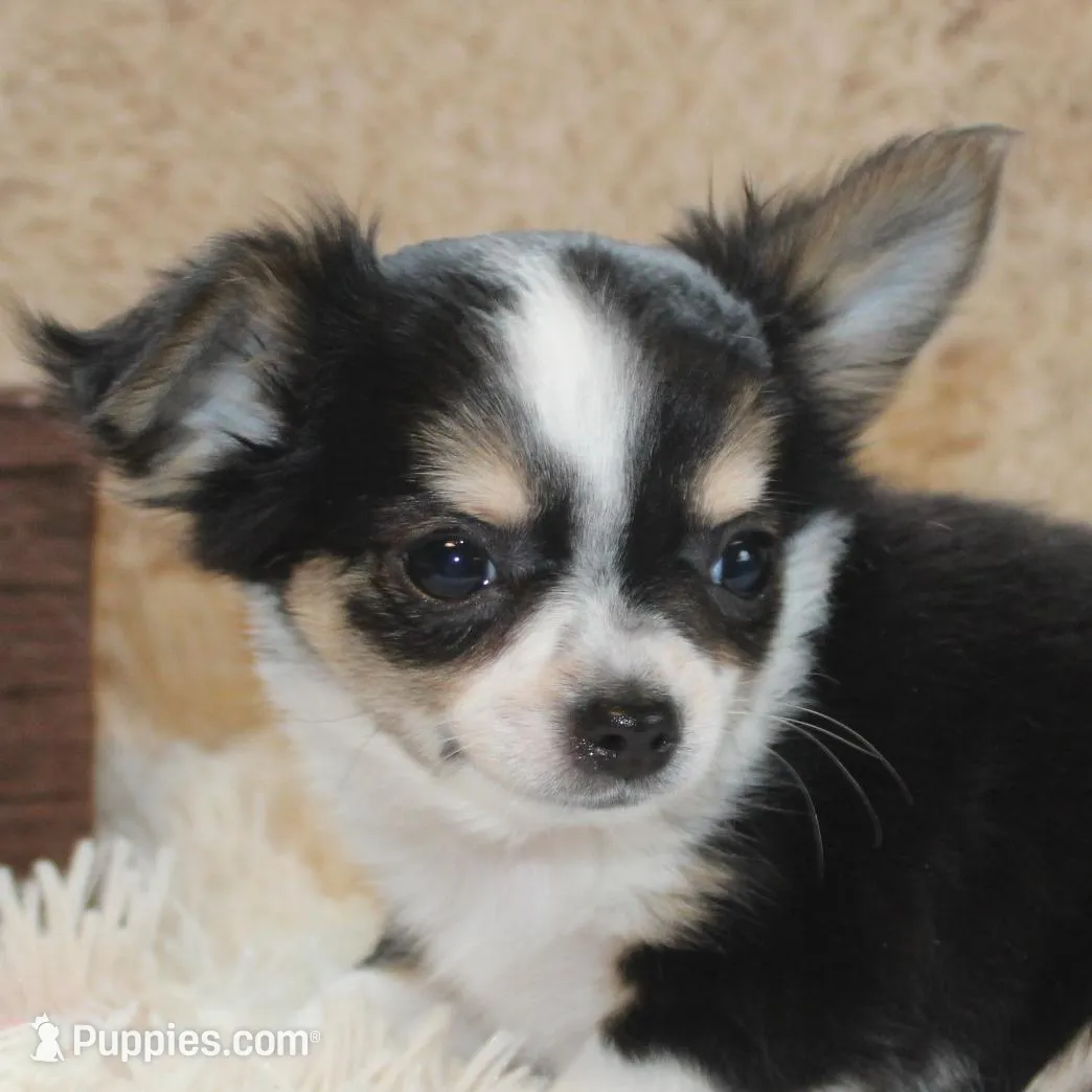 *AKC* LC Flyn, a male Chihuahua for sale in Arbela, MO – Photo 7 of 9