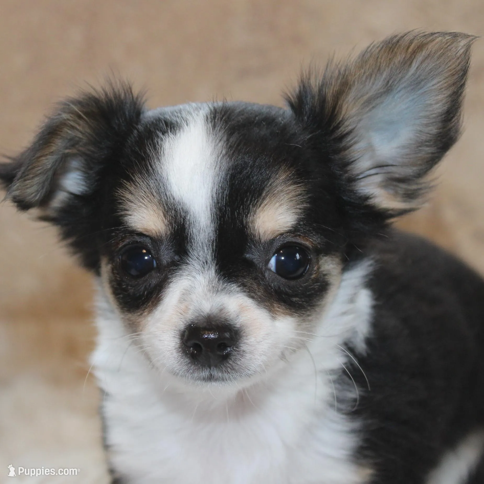 *AKC* LC Flyn, a male Chihuahua for sale in Arbela, MO – Photo 4 of 9