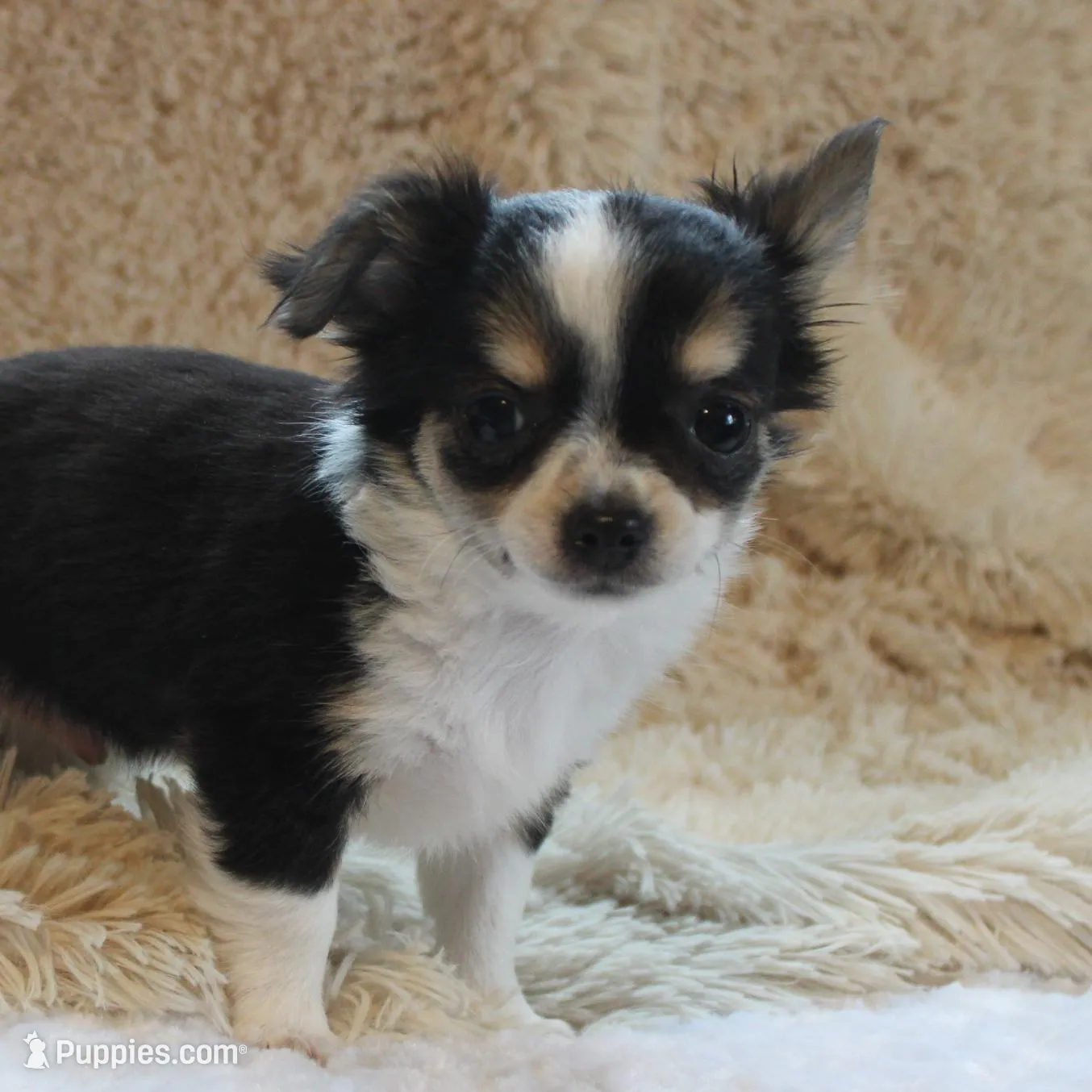 *AKC* LC Flyn, a male Chihuahua for sale in Arbela, MO – Photo 5 of 9