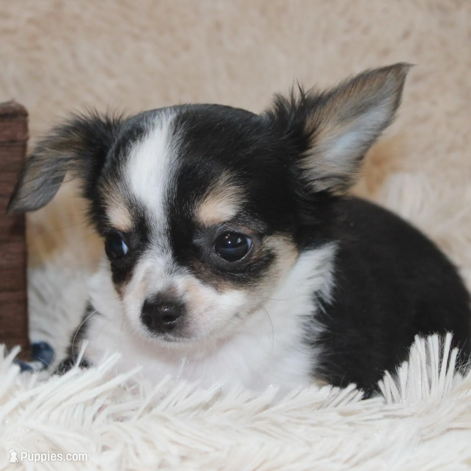*AKC* LC Flyn, a male Chihuahua for sale in Arbela, MO – Photo 3 of 9