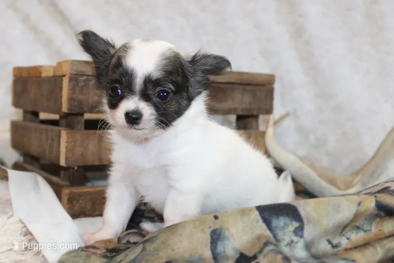 Evan – Chihuahua puppy for sale in Arbela, MO