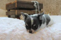 Cedric, a male Chihuahua for sale in Arbela, MO – 9 of 9