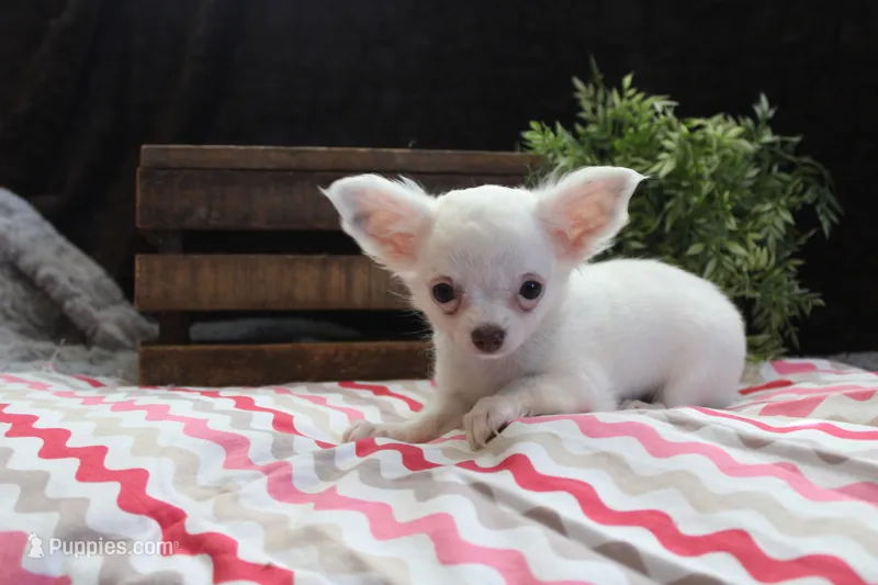 Effie – Chihuahua puppy for sale in Arbela, MO