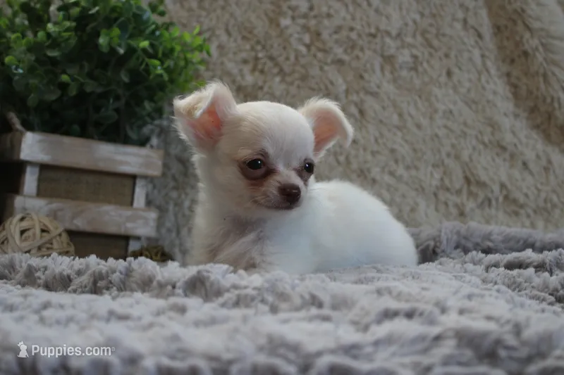 Evie – Chihuahua puppy for sale in Arbela, MO