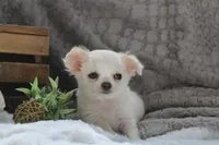 Alex, a male Chihuahua for sale in Arbela, MO – 3 of 10
