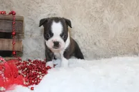 Gilmer, a male Boston Terrier for sale in Arbela, MO – 4 of 10