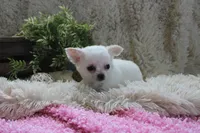 Cammie, a female Chihuahua for sale in Arbela, MO – 3 of 7