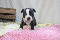 Gladis, a female Boston Terrier for sale in Arbela, MO – 3 of 8