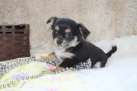 Daffie, a female Chihuahua for sale in Arbela, MO – 2 of 9