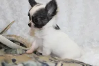 Evan, a male Chihuahua for sale in Arbela, MO – 5 of 9