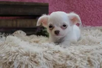 Effie, a female Chihuahua for sale in Arbela, MO – 4 of 9