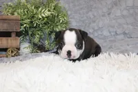 Hudson, a male Boston Terrier for sale in Arbela, MO – 2 of 10