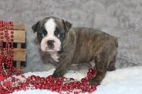 Gusty, a male Boston Terrier for sale in Arbela, MO – 6 of 7
