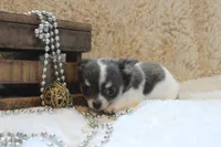 Cedric, a male Chihuahua for sale in Arbela, MO – 3 of 9