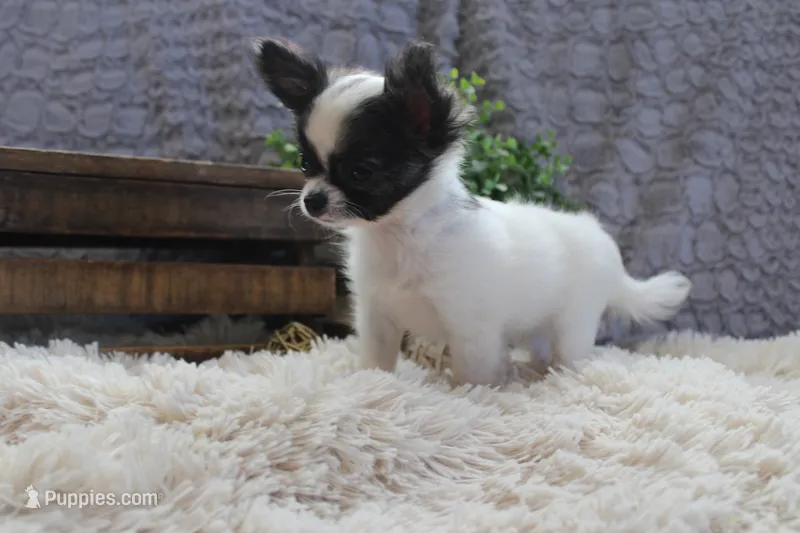 Evan – Chihuahua puppy for sale in Arbela, MO