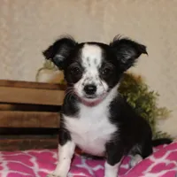 *AKC* LC MOLLY, a female Chihuahua for sale in Arbela, MO – Photo 2 of 8