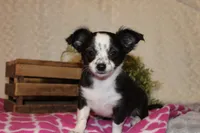 LC MOLLY, a female Chihuahua for sale in Arbela, MO – Photo 2 of 8