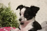 LC MOLLY, a female Chihuahua for sale in Arbela, MO – Photo 5 of 8