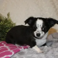 *AKC* LC MOLLY, a female Chihuahua for sale in Arbela, MO – Photo 3 of 8