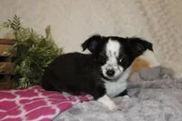 LC MOLLY, a female Chihuahua for sale in Arbela, MO – Photo 3 of 8