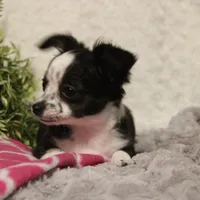 *AKC* LC MOLLY, a female Chihuahua for sale in Arbela, MO – Photo 4 of 8