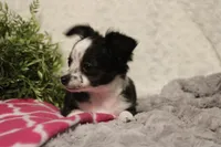 LC MOLLY, a female Chihuahua for sale in Arbela, MO – Photo 4 of 8