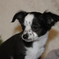 *AKC* LC MOLLY, a female Chihuahua for sale in Arbela, MO – Photo 1 of 8