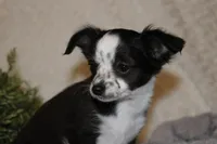 LC MOLLY, a female Chihuahua for sale in Arbela, MO – Photo 1 of 8