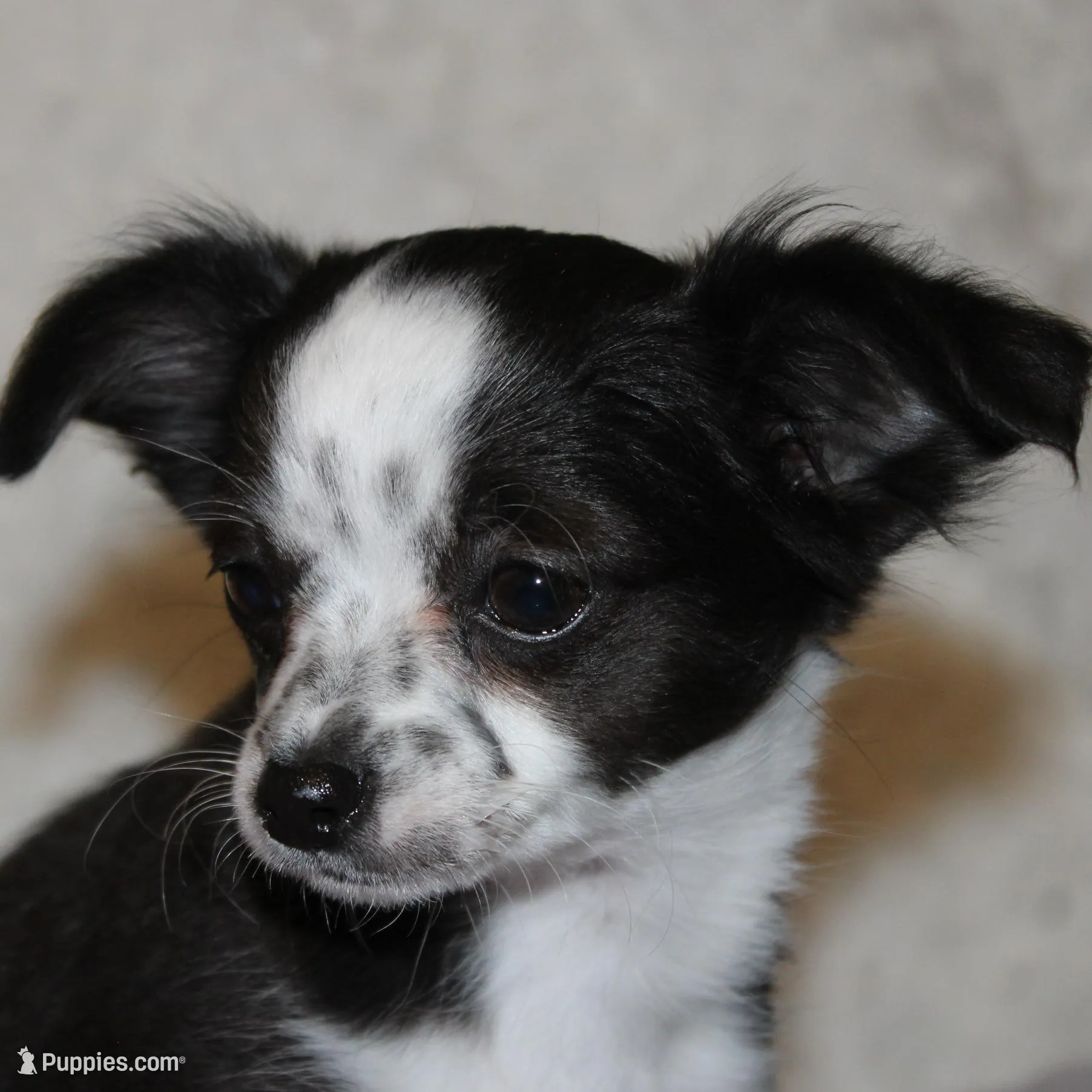LC MOLLY, a female Chihuahua for sale in Arbela, MO – Photo 7 of 8