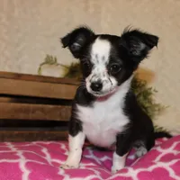 *AKC* LC MOLLY, a female Chihuahua for sale in Arbela, MO – Photo 6 of 8