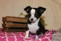 LC MOLLY, a female Chihuahua for sale in Arbela, MO – Photo 6 of 8