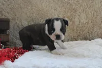 Gilmer, a male Boston Terrier for sale in Arbela, MO – 9 of 10