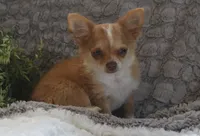 Franklin, a male Chihuahua for sale in Arbela, MO – 6 of 9