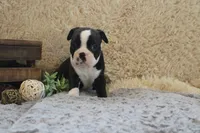 HOLLIS, a male Boston Terrier for sale in Arbela, MO – 7 of 8