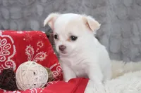 Denver, a male Chihuahua for sale in Arbela, MO – 4 of 8