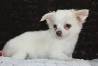 DOVER, a male Chihuahua for sale in Arbela, MO – 4 of 10