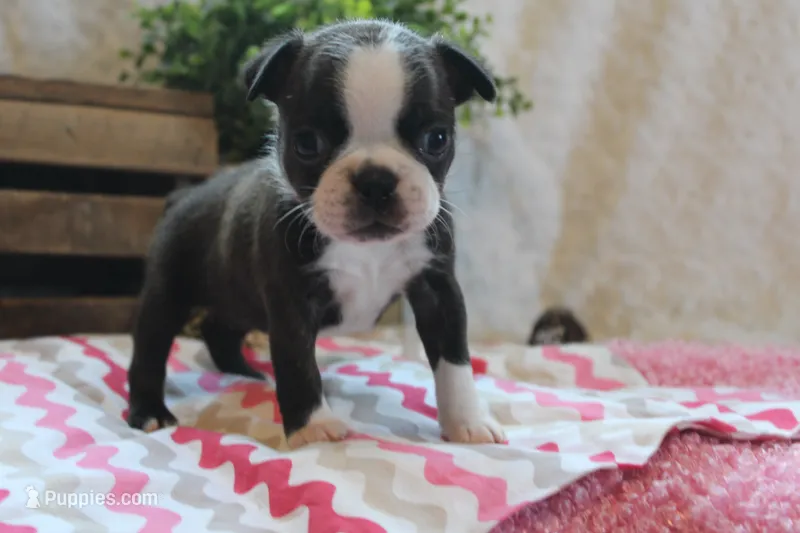 Giovanna – Boston Terrier puppy for sale in Arbela, MO