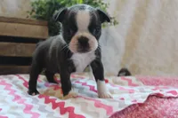Giovanna, a female Boston Terrier for sale in Arbela, MO – 1 of 7