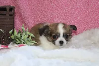Bella, a female Chihuahua for sale in Arbela, MO – 3 of 8