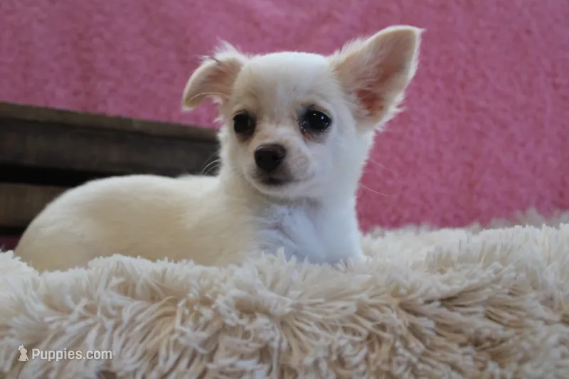 Callie – Chihuahua puppy on hold in Arbela, MO