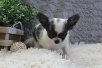 Evan, a male Chihuahua for sale in Arbela, MO – 2 of 9