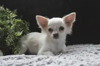 DOVER, a male Chihuahua for sale in Arbela, MO – 5 of 8