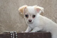 *AKC* LC Freddy, a male Chihuahua for sale in Arbela, MO – Photo 3 of 9