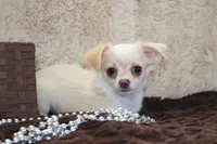 *AKC* LC Freddy, a male Chihuahua for sale in Arbela, MO – Photo 2 of 9