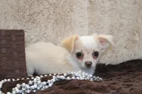 *AKC* LC Freddy, a male Chihuahua for sale in Arbela, MO – Photo 8 of 9