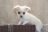 *AKC* LC Freddy, a male Chihuahua for sale in Arbela, MO – Photo 7 of 9