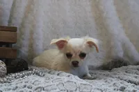 *AKC* LC Freddy, a male Chihuahua for sale in Arbela, MO – 6 of 9