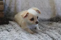 *AKC* LC Freddy, a male Chihuahua for sale in Arbela, MO – 5 of 9